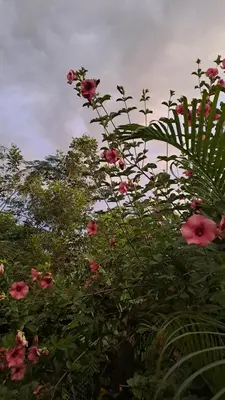 a bush of pink flowers with trees in the background at Casita Chinola - Playa El Encuentro in Bombita