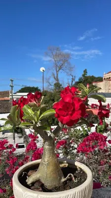 a potted plant with red flowers in a pot at Centrico ciudad colonial in Santo Domingo