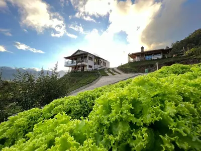 a field of lettuce with a house in the background at La Casita de Charo 2, vive y siente el amor, creando recuerdos de vida!! in Constanza