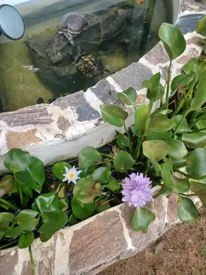 a pond with flowers and a turtle in the water at Doña Mayra Aparta Hotel in Las Terrenas