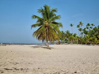 a palm tree on a sandy beach with the ocean at Your Little Paradise - Juan Dolio in Juan Dolio