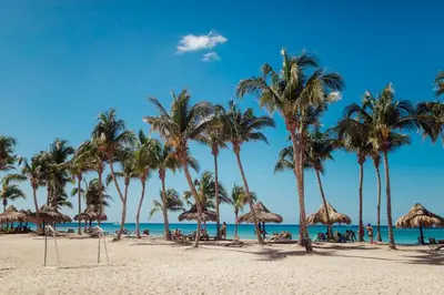 a beach with palm trees and the ocean at Apartment in Dominicus in Bayahibe